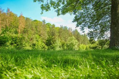 doğa arka plan üzerinde parkta güzel doğa