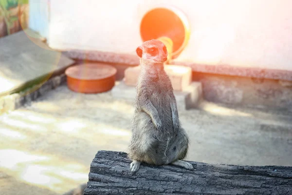 Suricates heureux dans le zoo dans la nature — Photo