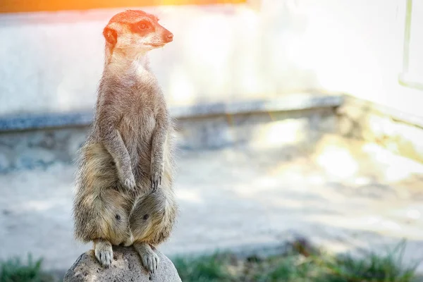 自然の中で動物園で幸せなミーアキャット — ストック写真