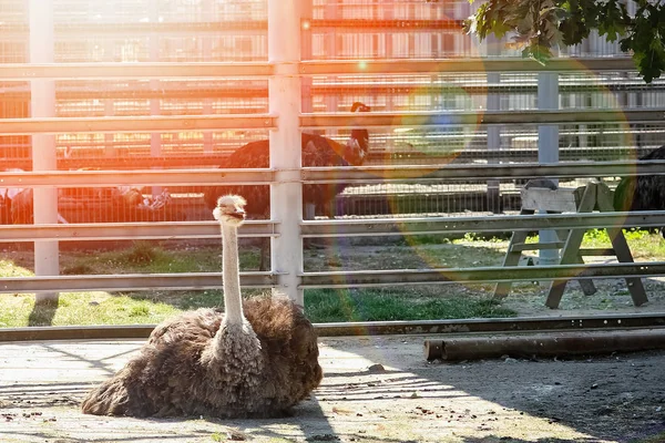 Glücklicher Strauß im Zoo in der Natur — Stockfoto