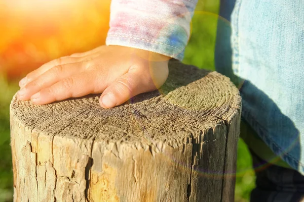 Детские руки держат пень в парке на природе — стоковое фото