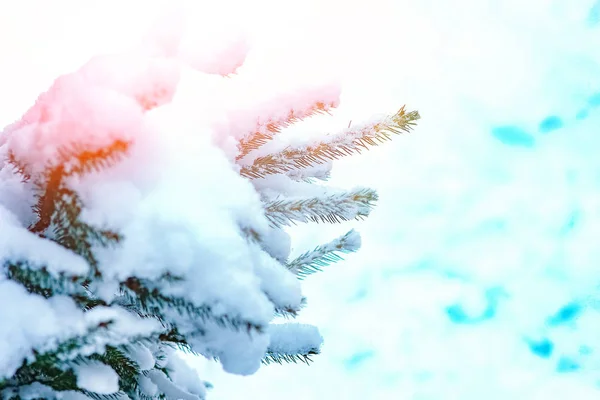 Mooie kerst boomtak in de winter op de natuur in het Park — Stockfoto