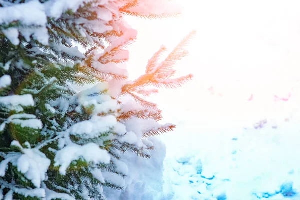 Bellissimo ramo di albero di Natale in inverno sulla natura nel parco — Foto Stock