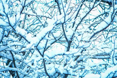 park arka planda doğada kışın güzel ağaçlar