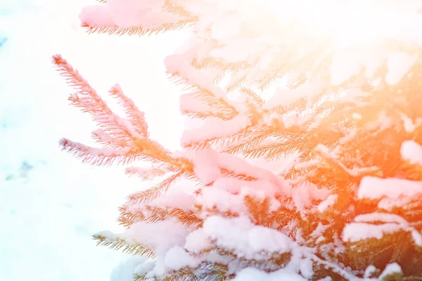美丽的圣诞树枝在冬天在自然公园里 — 图库照片