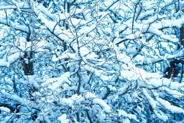 park arka planda doğada kışın güzel ağaçlar