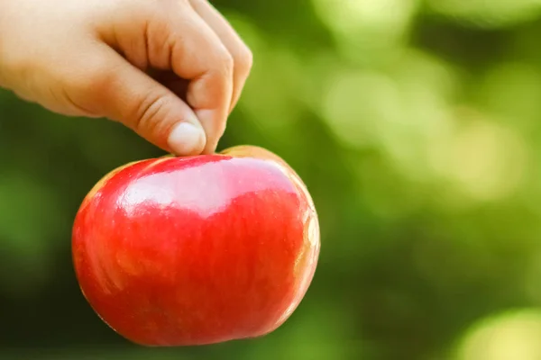 Manzana en las manos de un niño en la naturaleza en el fondo del jardín — Foto de Stock