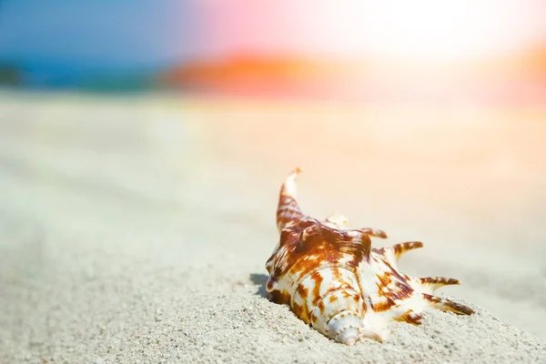 Mooie schelpen aan zee op natuur achtergrond — Stockfoto