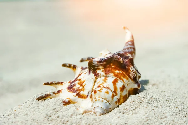 Mooie schelpen aan zee op natuur achtergrond — Stockfoto