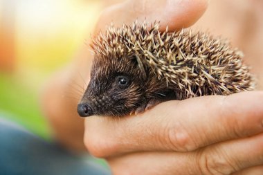 Small prickly hedgehog in the hands of green grass closeup clipart
