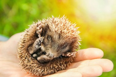 Küçük dikenli kirpi, yeşil çimenlerin elinde.