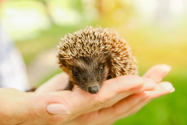 Kleiner stacheliger Igel in den Händen von grünem Gras Nahaufnahme — Stockfoto