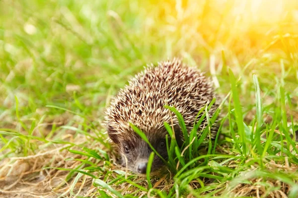 Pequeño erizo espinoso sobre una hierba verde — Foto de Stock