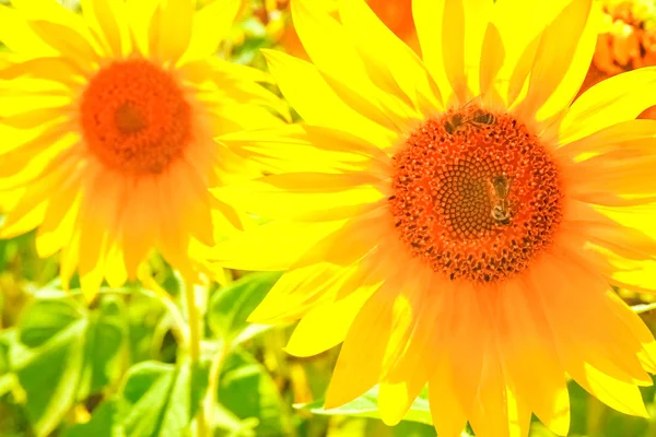 Un campo de girasoles en flor contra un cielo colorido — Foto de Stock