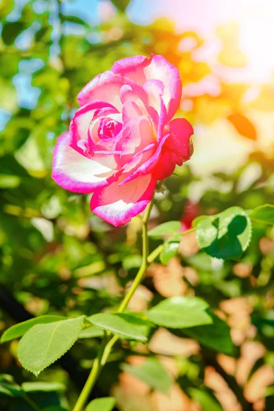 Bela rosa em um parque no fundo da natureza — Fotografia de Stock