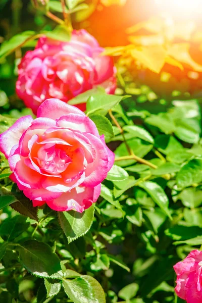 Hermosa rosa en un parque en el fondo de la naturaleza — Foto de Stock