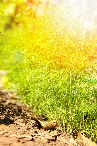 Mooi groen bed in een park op de natuur achtergrond — Stockfoto