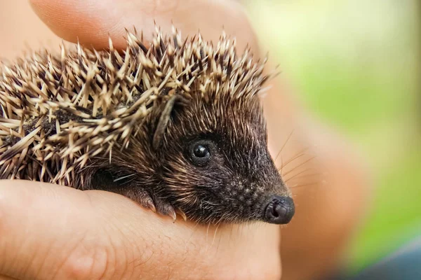 Malý ježek v rukou zelené trávy detailní up — Stock fotografie