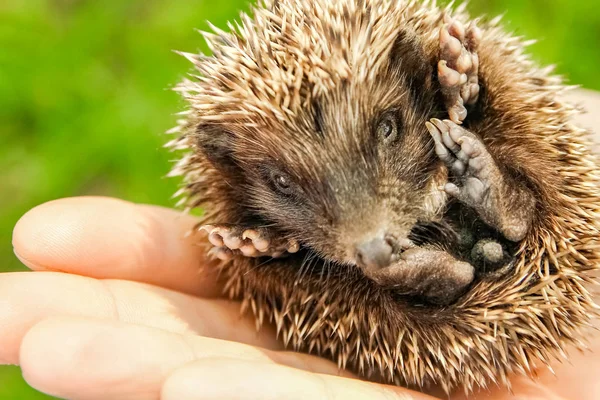 Pequeño erizo espinoso en las manos de la hierba verde de cerca — Foto de Stock