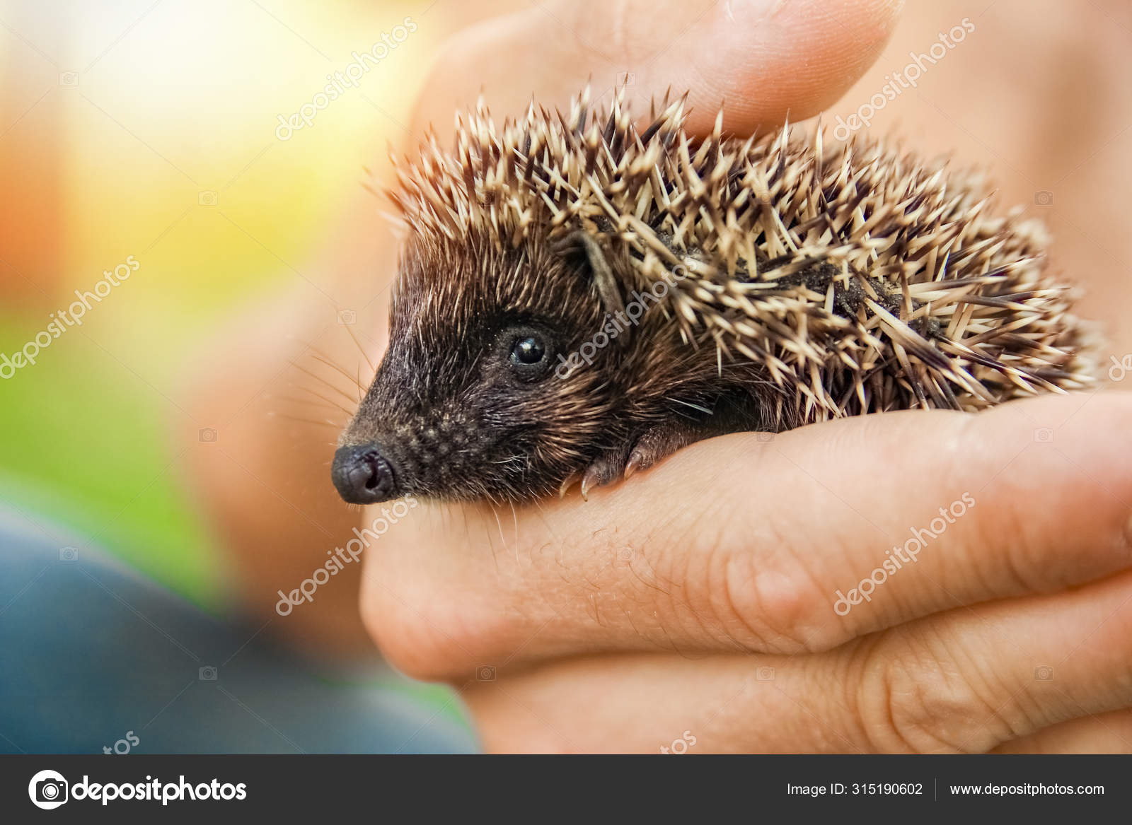 ハリネズミ写真素材 ロイヤリティフリーハリネズミ画像 Depositphotos ハリネズミ写真素材 ロイヤリティフリーハリネズミ画像 Depositphotos