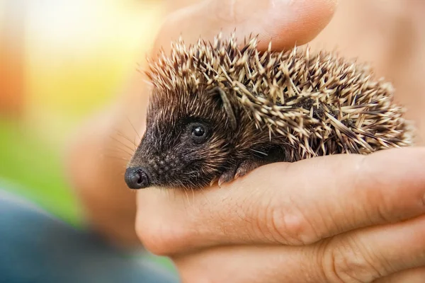 Petit hérisson épineux dans les mains de l'herbe verte gros plan — Photo