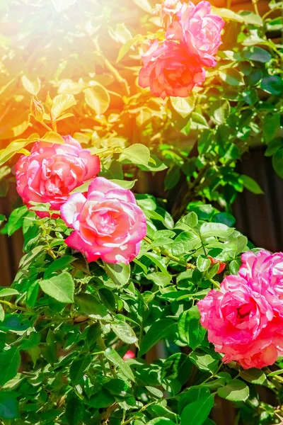 Όμορφο τριαντάφυλλο σε ένα πάρκο στο φόντο της φύσης — Φωτογραφία Αρχείου