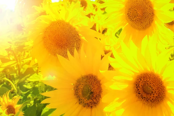 Ett fält av blommande solrosor mot en färgglad himmel — Stockfoto