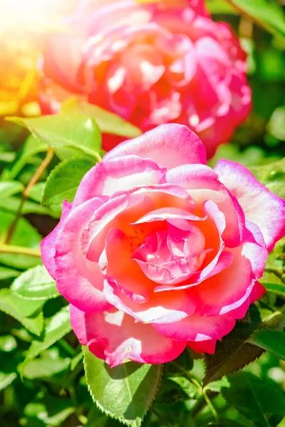 Hermosa rosa en un parque en el fondo de la naturaleza — Foto de Stock