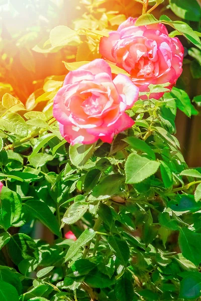 Красивая роза в парке на фоне природы — стоковое фото