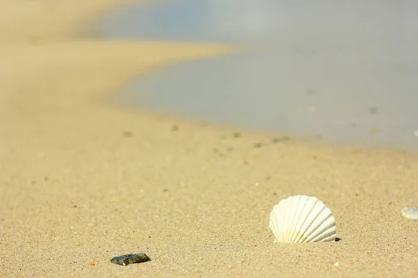 Bela concha na costa do mar no verão — Fotografia de Stock