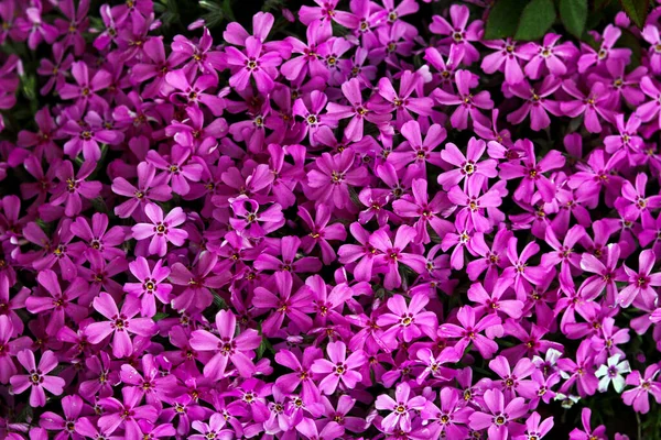 Бузкові Квіти Фон Парк Ботанічний — стокове фото