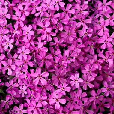 Leylak çiçekleri arka plan botanik