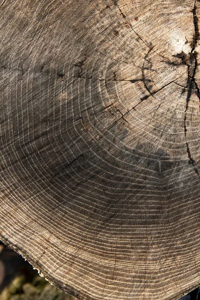 木のテクスチャスタンプ 木の背景年齢 — ストック写真