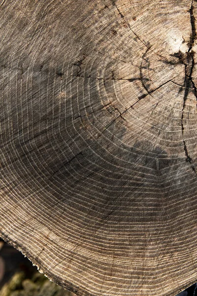 Struttura Del Legno Ceppo Sfondo Età Del Legno — Foto Stock