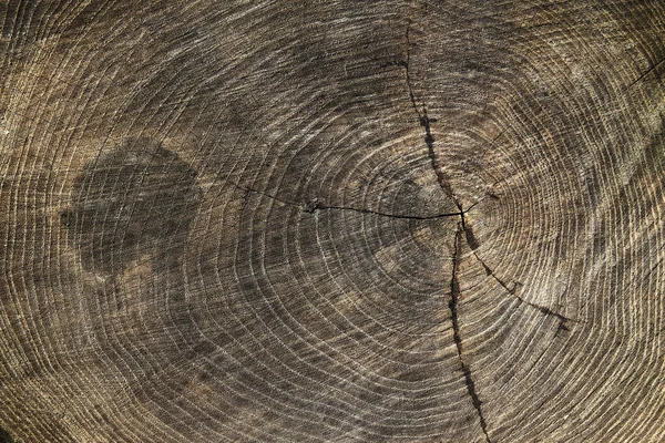 Struttura Del Legno Ceppo Sfondo Età Del Legno — Foto Stock