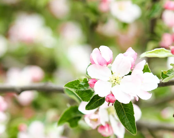 Apple Tree Flowers Branch — Stock Photo, Image