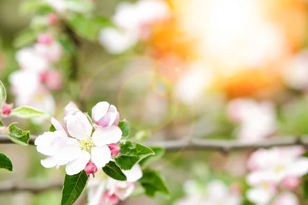 Apple Tree Flowers Branch — Stock Photo, Image