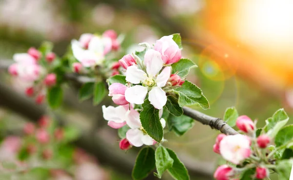 Apple Tree Flowers Branch — Stock Photo, Image