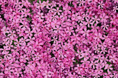 Leylak çiçekleri arka plan botanik