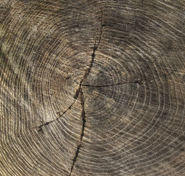Holz Textur Baumstumpf Hintergrund Alter Von Holz — Stockfoto