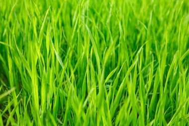 Park arka planında çimen