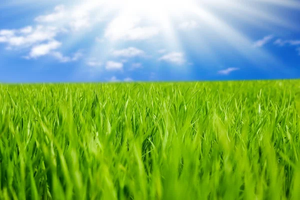 Świeże Wiosna Zielony Ogród Zielonym Bokeh Światło Słoneczne Nad Podłogą — Zdjęcie stockowe