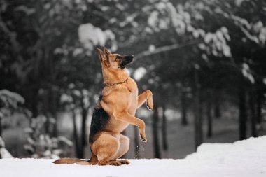 Alman çoban köpek kış ormanda oturur