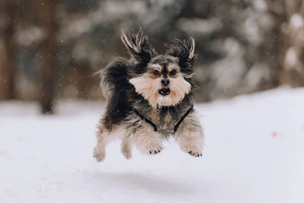 Mixbreed little dog in the winter forest — Stock Photo, Image