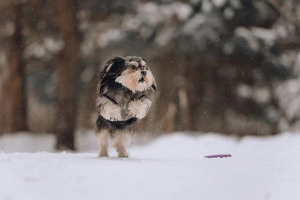 Mixbreed pequeño perro saltando en el bosque de invierno —  Fotos de Stock