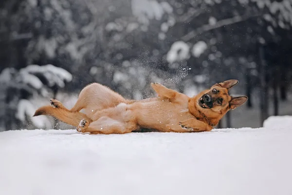 Pastor alemán perro se encuentra en el bosque de invierno —  Fotos de Stock