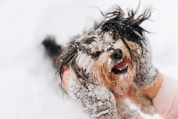 Mischlingshund im Winterwald — Stockfoto