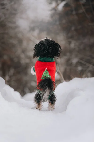 Mixbreed perrito se queda atrás en el bosque de invierno — Foto de Stock