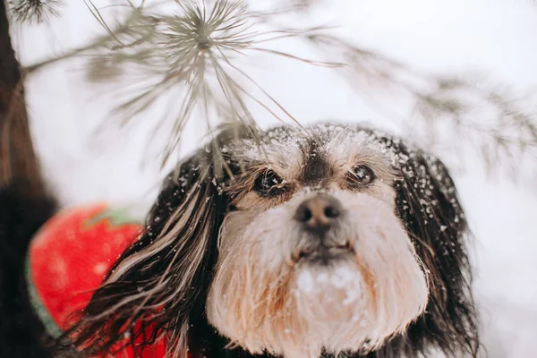 Mixbreed perrito en el bosque de invierno — Foto de Stock