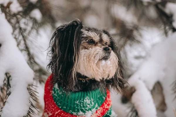 Mixbreed little dog sits in the winter forest — Stock Photo, Image